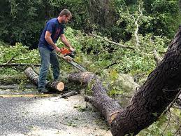 Reliable Piermont, NY Tree Services Solutions